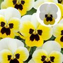 Bild von Viola P9 kleinbloemig Lemon Ice Blotch